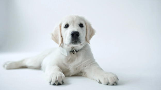Breed Matters: What Every Veterinarian Should Know About High-Risk Dogs for Recurrent Otitis