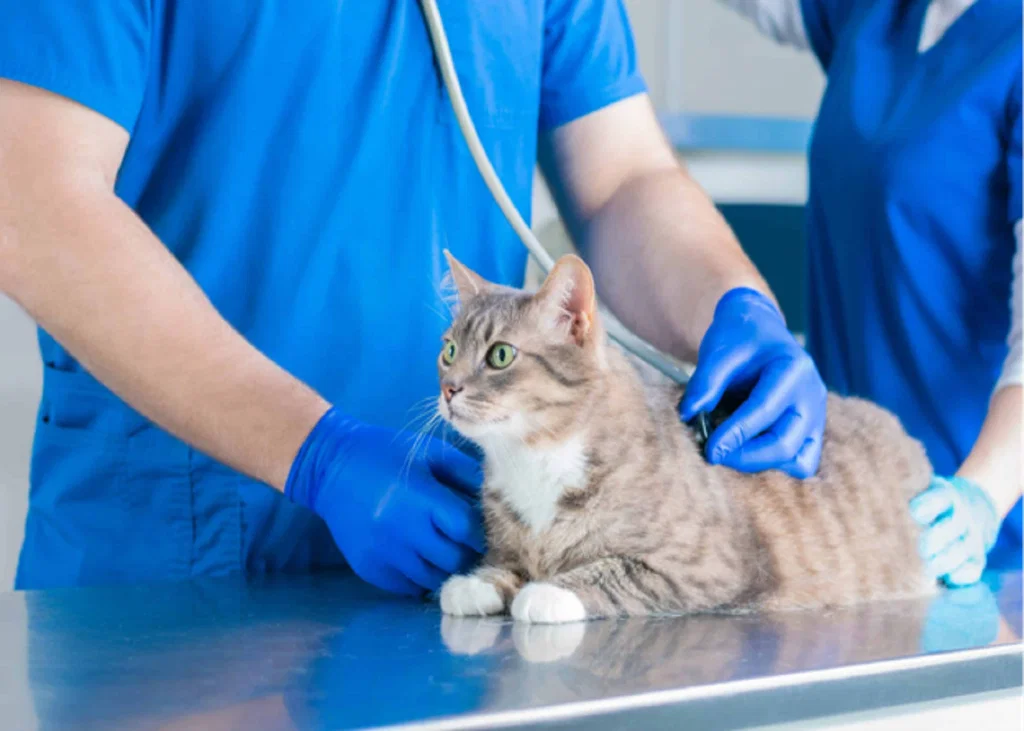 Diagnosing the Coughing Dog or Cat: Choosing the Right Diagnostic Test