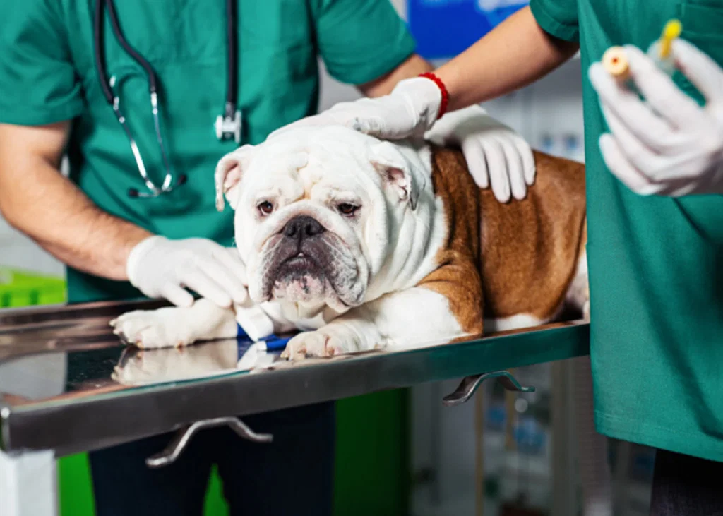 Managing Persistent Cough in Dogs and Cats: From Conventional Therapy to Emerging Options