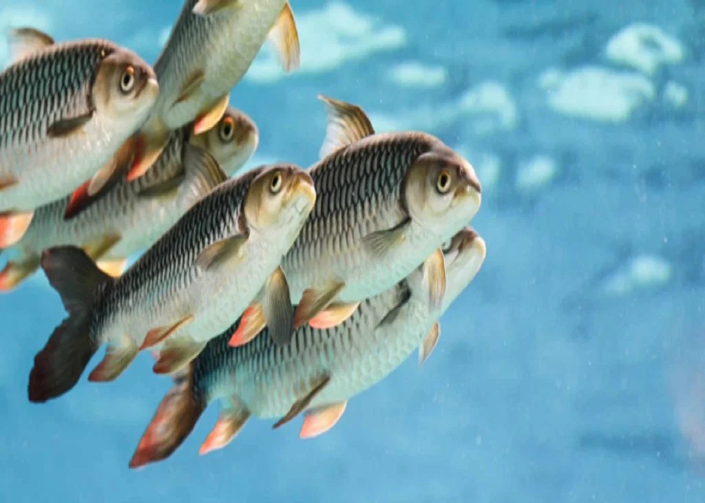 Bacterial Diseases in Farmed Fish: Recognising Clinical Patterns in Practice