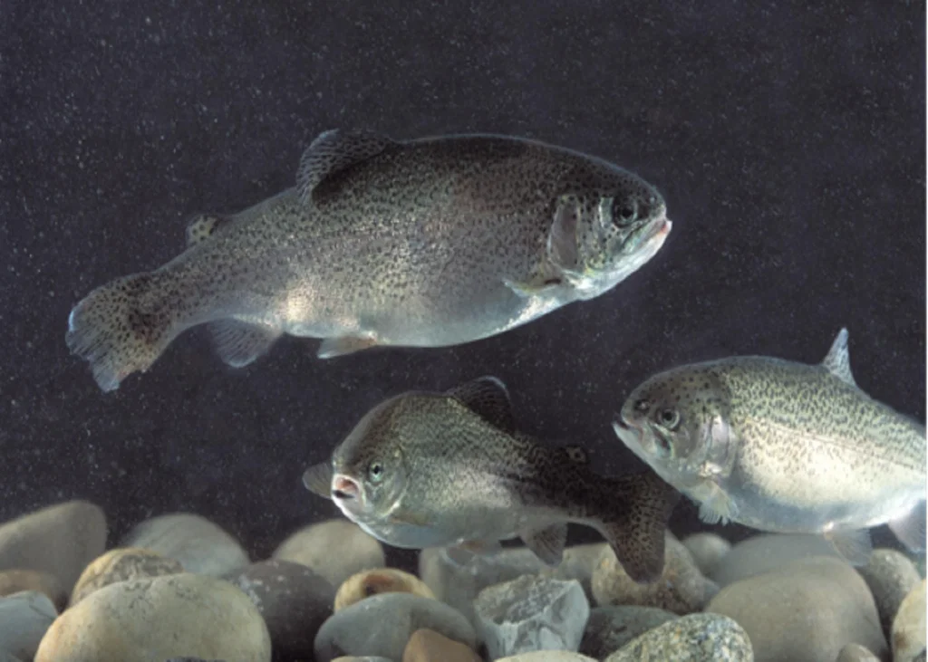 Viral Diseases in Aquaculture: Recognising Clinical Patterns Before the Outbreak Escalates