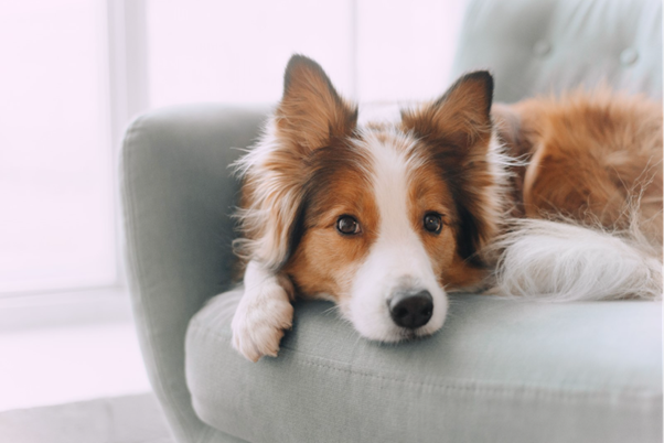 Sildenafil in Canine Megaesophagus: Can It Improve Clinical Outcomes?
