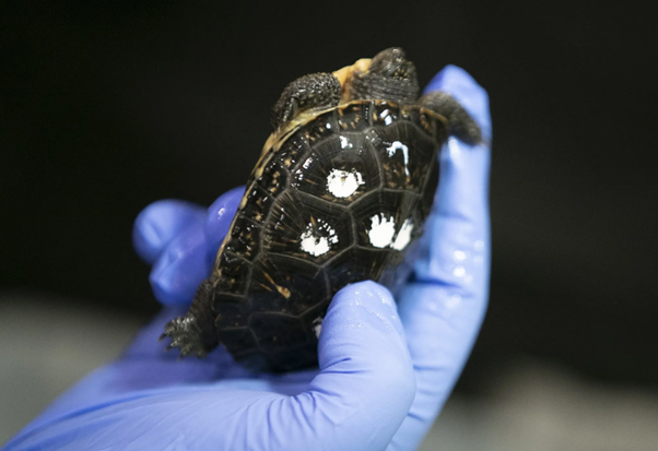 When Shell Rot Is More Than "Shell Rot": Understanding Fungal Dermatomycoses in Chelonians