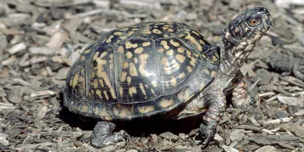 Why So Many Turtle Eggs Never Hatch: The Hidden Reproductive Challenges in Testudines