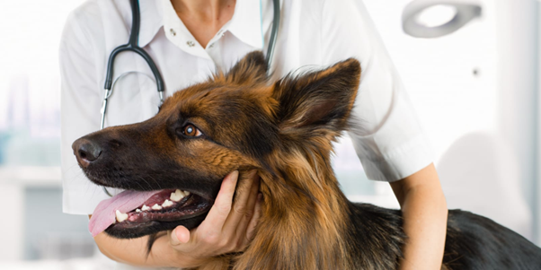 When Corneal Edema Is More Than Endothelial Dystrophy: Recognising Canine Endotheliitis Early