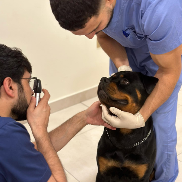 Managing Chronic Canine Endotheliitis: Relapses, Long-Term Therapy and the Emerging Role of ROCK Inhibitors
