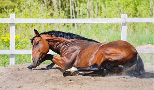 Equine Colic Beyond the Abdomen: The Emerging Role of the Gut Microbiome