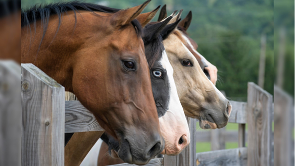 Chronic Spasmodic Colic in a Thoroughbred Gelding: Field-Based Emergency Management Case