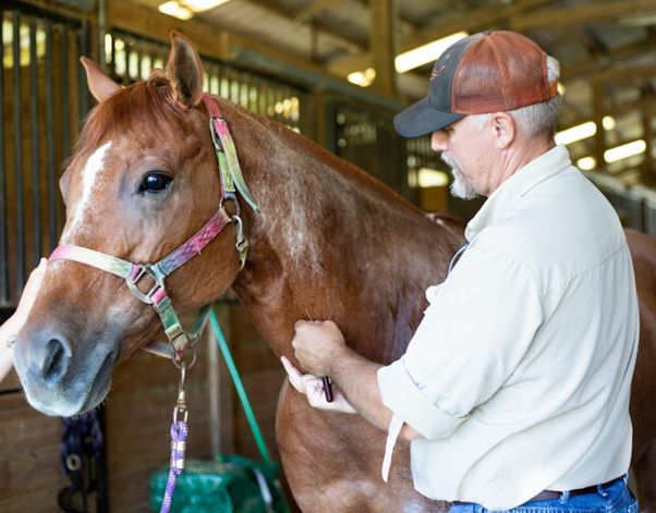 Physiological and Biochemical Predictors of Outcome in Equine Colic