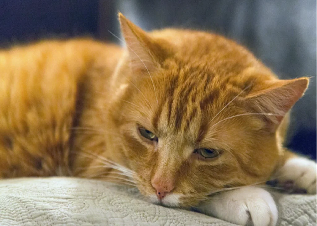 Albuminuria or Transferrinuria? Reading the Glomerular Signal in Feline CKD