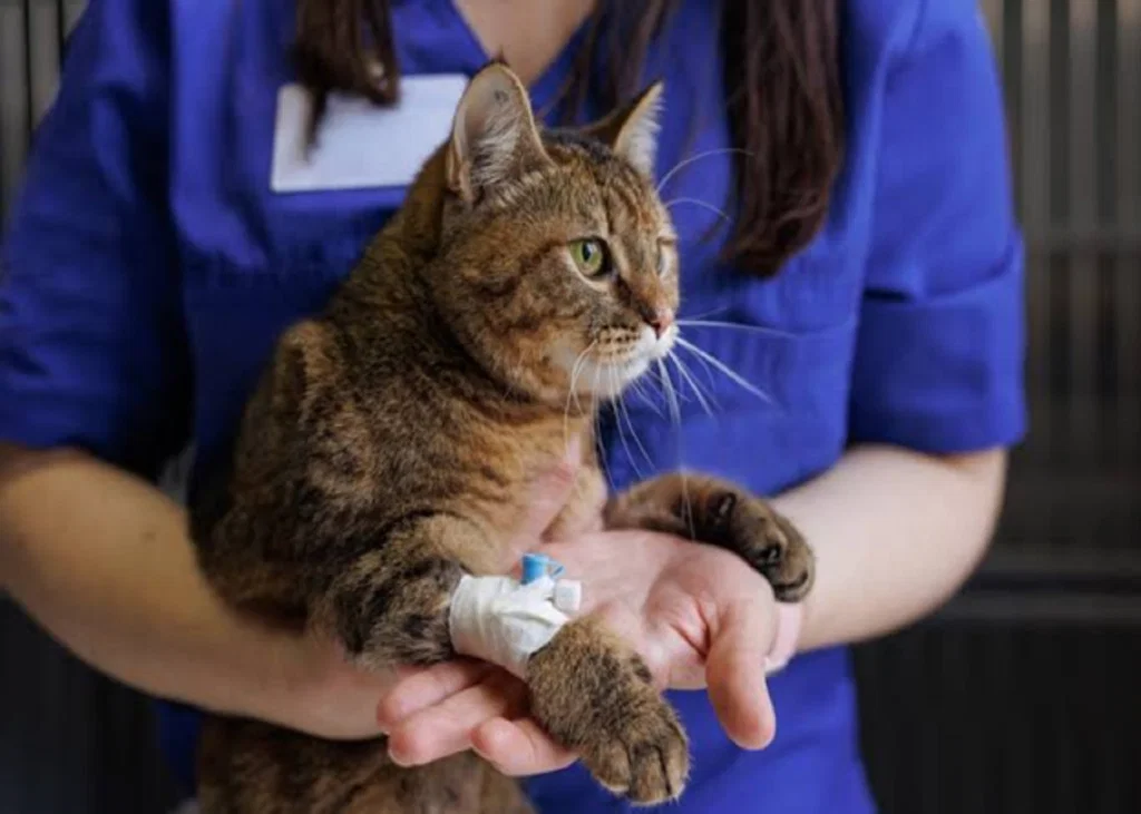 Tubular Injury Biomarkers in Feline CKD: What Can NGAL, KIM-1 and L-FABP Tell You?