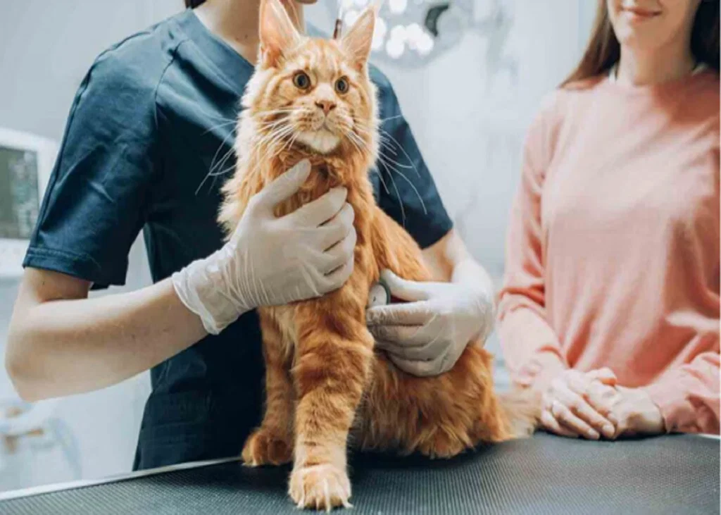 Can Renal Fibrosis Biomarkers Reveal CKD Progression in Cats?
