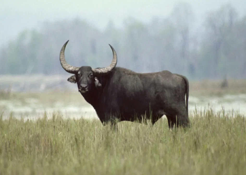 Buffalo Subclinical Mastitis: Which Risk Factors Should Vets Investigate?