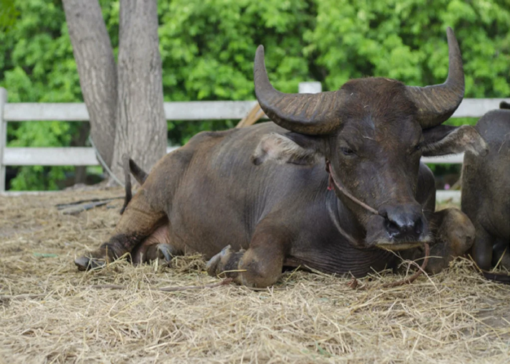 Diagnosing Subclinical Mastitis in Buffaloes: From SCC and CMT to Molecular Tests