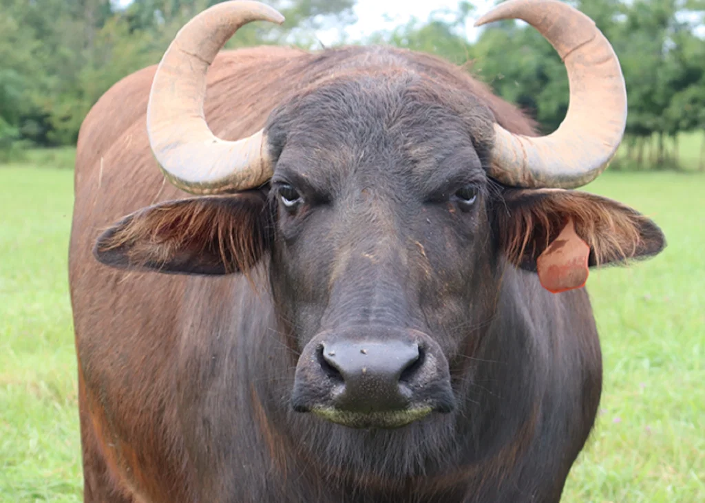 From Teat Canal to Mammary Tissue: How Subclinical Mastitis Develops