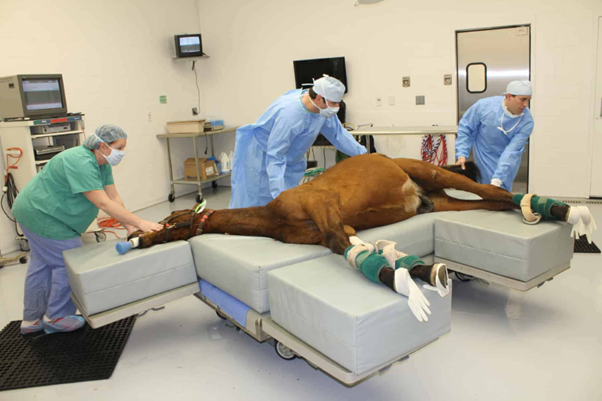 Practical Anesthetic Management of Mares in the Last Month of Gestation