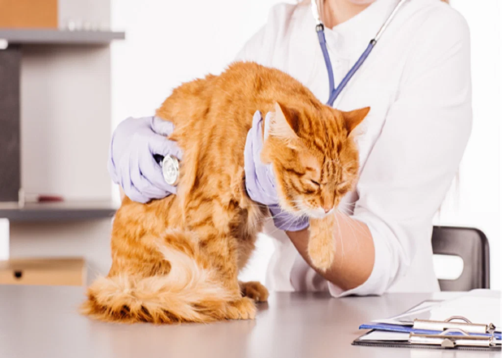 FCV-Associated Acute Oral and Upper Respiratory Disease in Cats