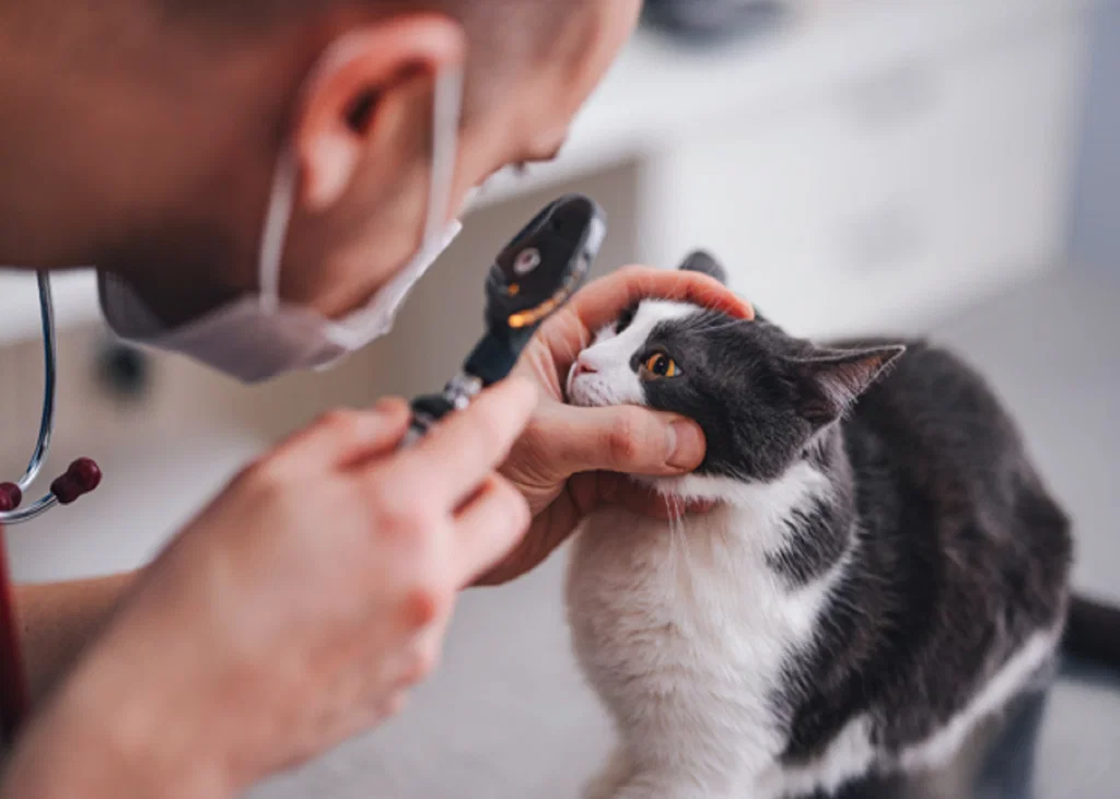 FCV-Associated Limping Syndrome in Cats: Recognising Acute Shifting Lameness