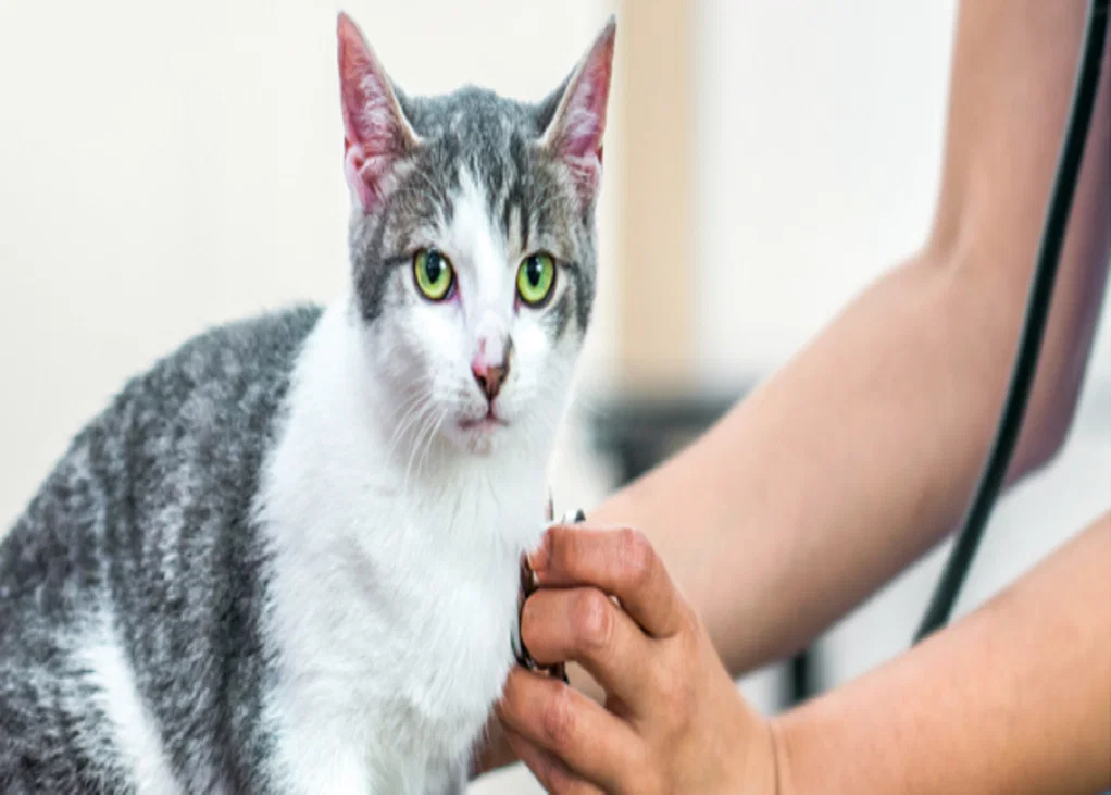Feline Chronic Gingivostomatitis and Its Association With FCV