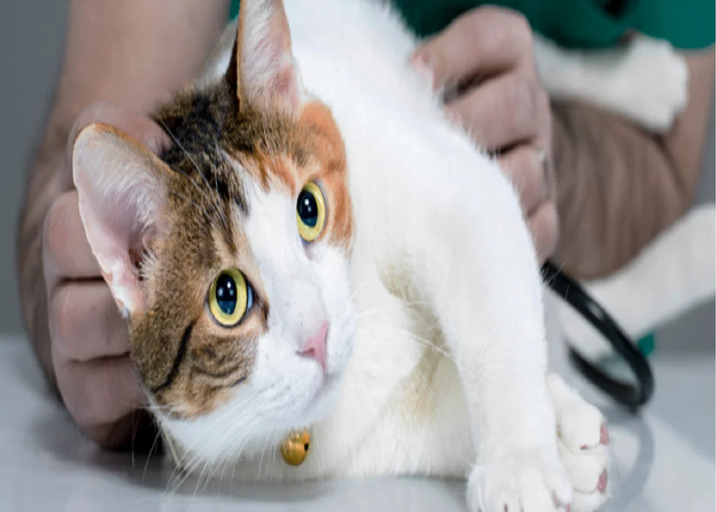 Virulent Systemic Feline Calicivirus: Recognising and Investigating a High-Mortality Outbreak