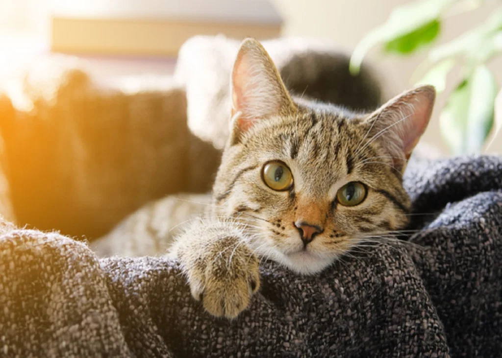 FCV Transmission and Persistence in Multicat Environments