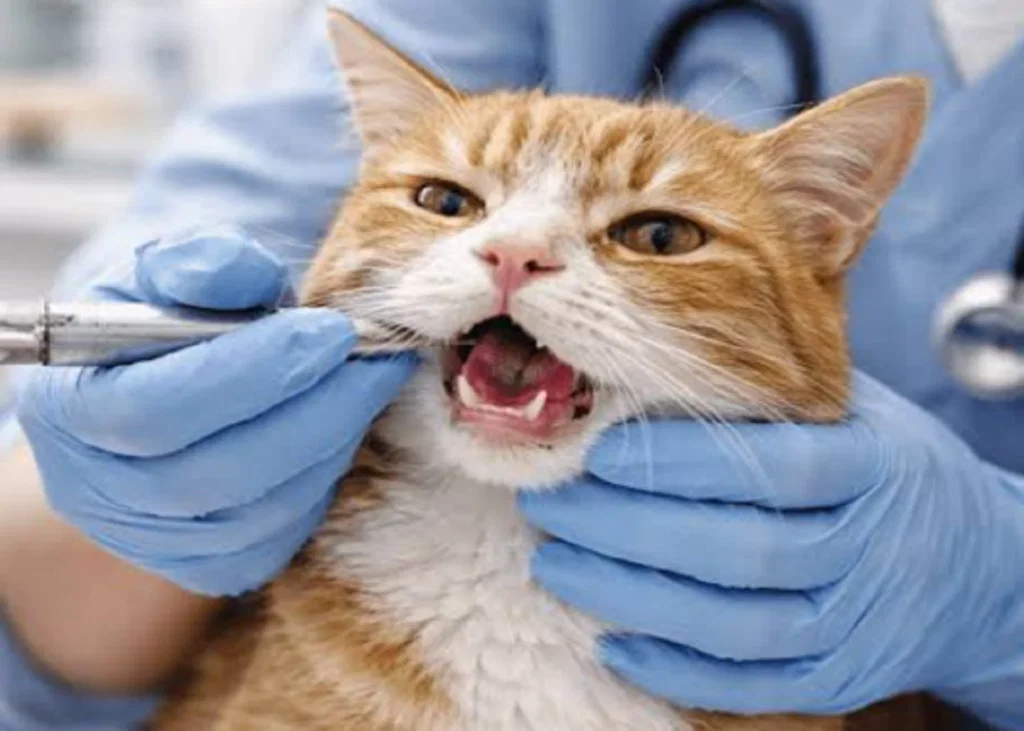 Diagnosing Feline Calicivirus: Interpreting RT-PCR, Sampling and Virus Isolation
