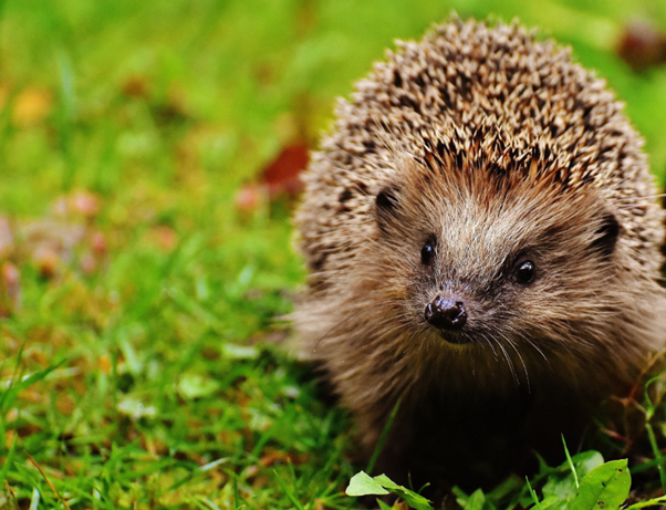 Trichophyton erinacei in Pet Hedgehogs: What Every Exotic Animal Veterinarian Should Recognize Early