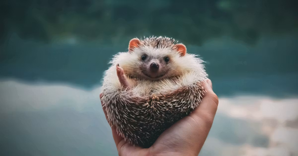 Diagnosing Trichophyton erinacei in Hedgehogs: Why Conventional Testing Often Fails