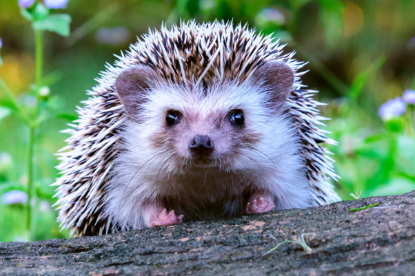 Treating Dermatophytosis in Hedgehogs: Practical Antifungal Strategies for Veterinary Clinics