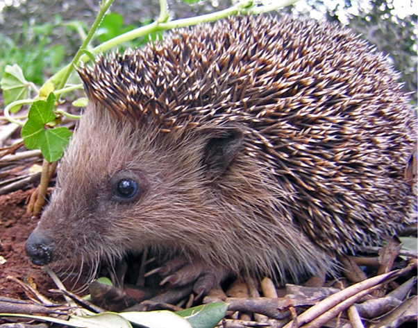 Preventing Zoonotic Ringworm From Pet Hedgehogs: A Veterinary Guide to Client Education and Infection Control