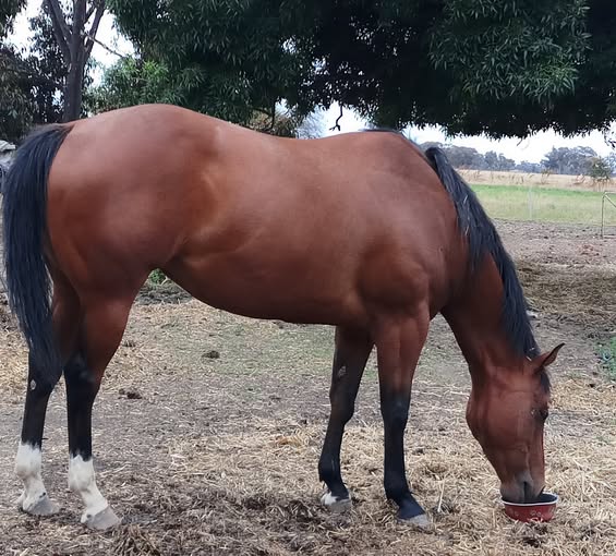 Corticosteroids and Laminitis: Are We Overestimating the Risk?
