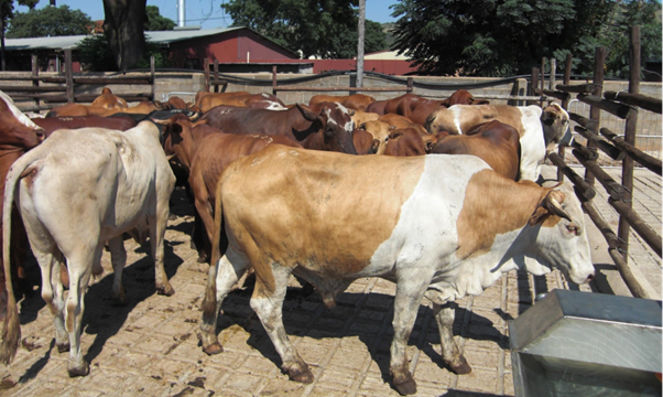 What Practicing Veterinarians Should Know About FMD Vaccination in India