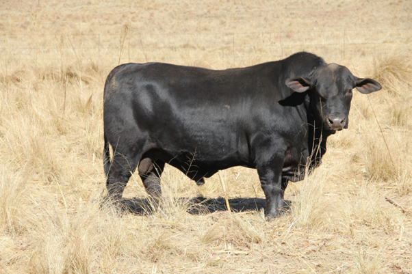 Can FMD Vaccination Temporarily Influence Bull Fertility? Key Insights for Breeding Programs