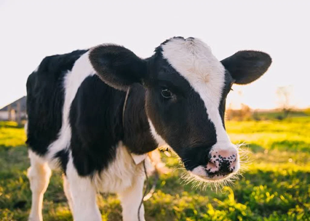 Sudden Death in Cattle: A Practical Differential Diagnosis