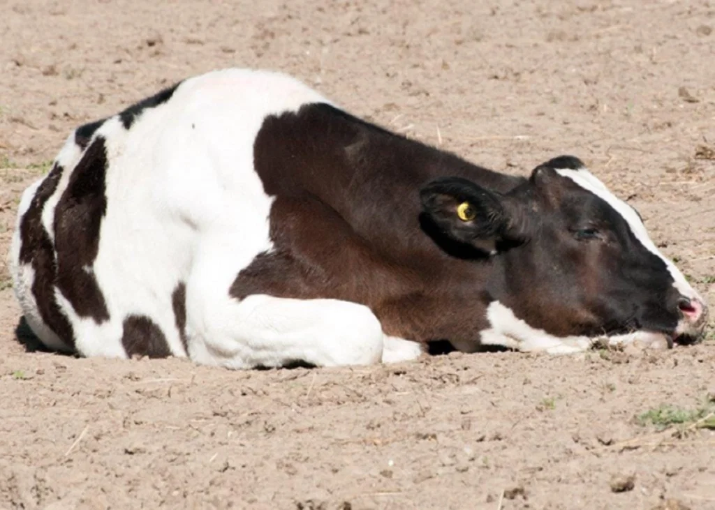 Caudal Vena Cava Thrombosis in Cattle: Recognising a Fatal Complication of Liver Abscessation
