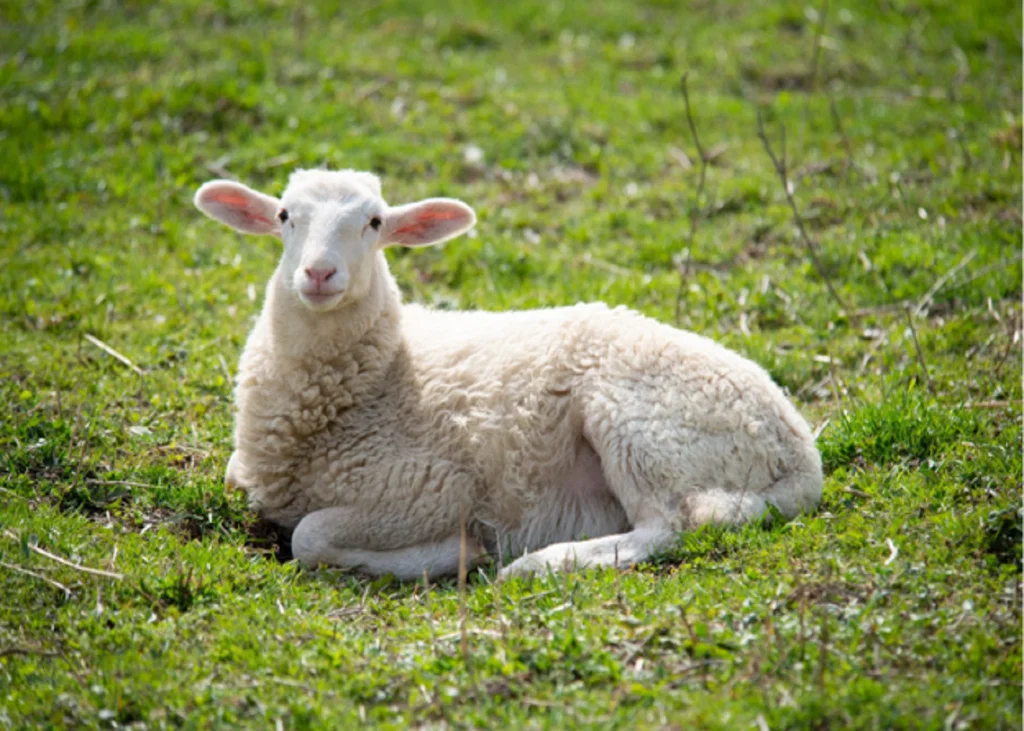 Sudden Death in Sheep: Key Differential Diagnoses for the Veterinarian