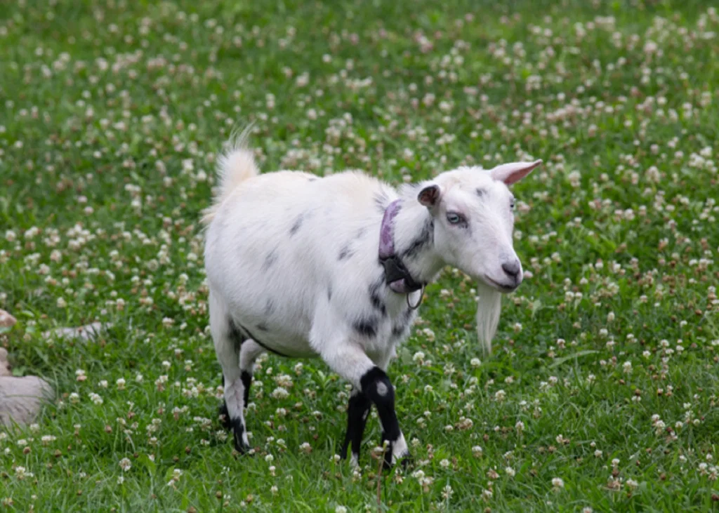 Sudden Death in Goats: Recognising Peracute Infectious and Metabolic Causes