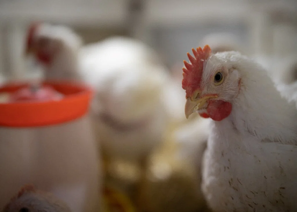 Necrotic Enteritis in Broilers: Identifying the Farm-Level Risk Factors