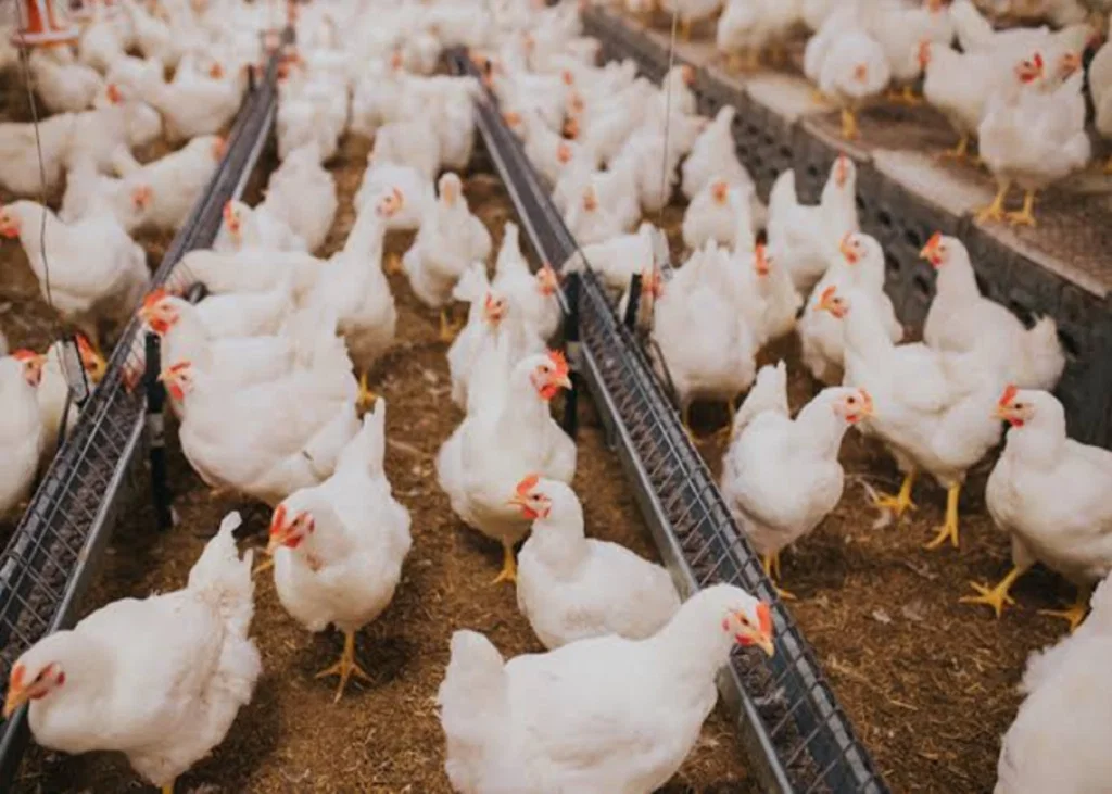 Necrotic Enteritis in Broilers: Linking Intestinal Lesions with Laboratory Diagnosis