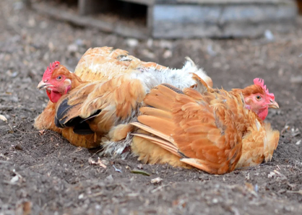 Necrotic Enteritis and Antimicrobial Resistance: Implications for Poultry and Food Safety