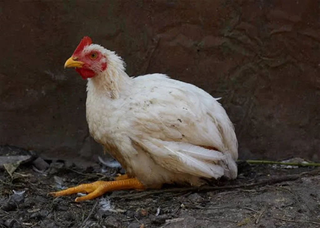 Poultry Coccidiosis: Diagnosis, Lesion Scoring and Identifying the Eimeria Species Involved