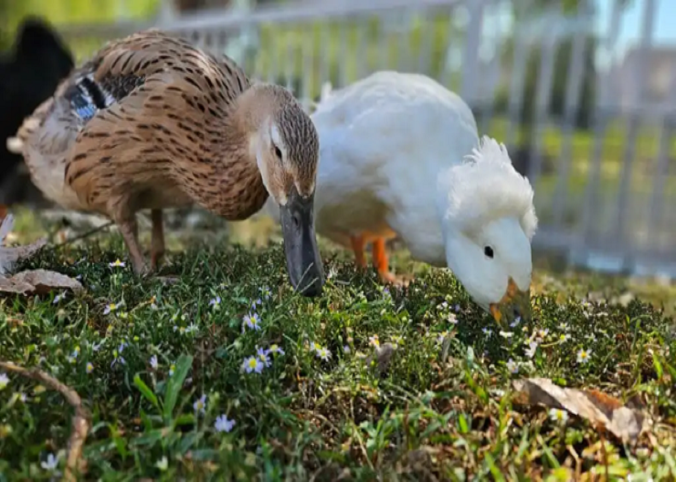 Controlling Duck Viral Hepatitis Outbreaks Through Farm Biosecurity and Management