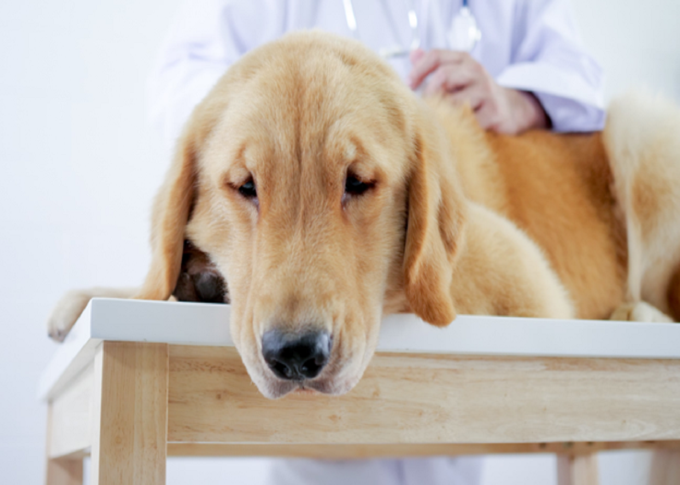 Diagnostic Approach to Canine PU/PD: Differentiating Primary Polydipsia from Primary Polyuria