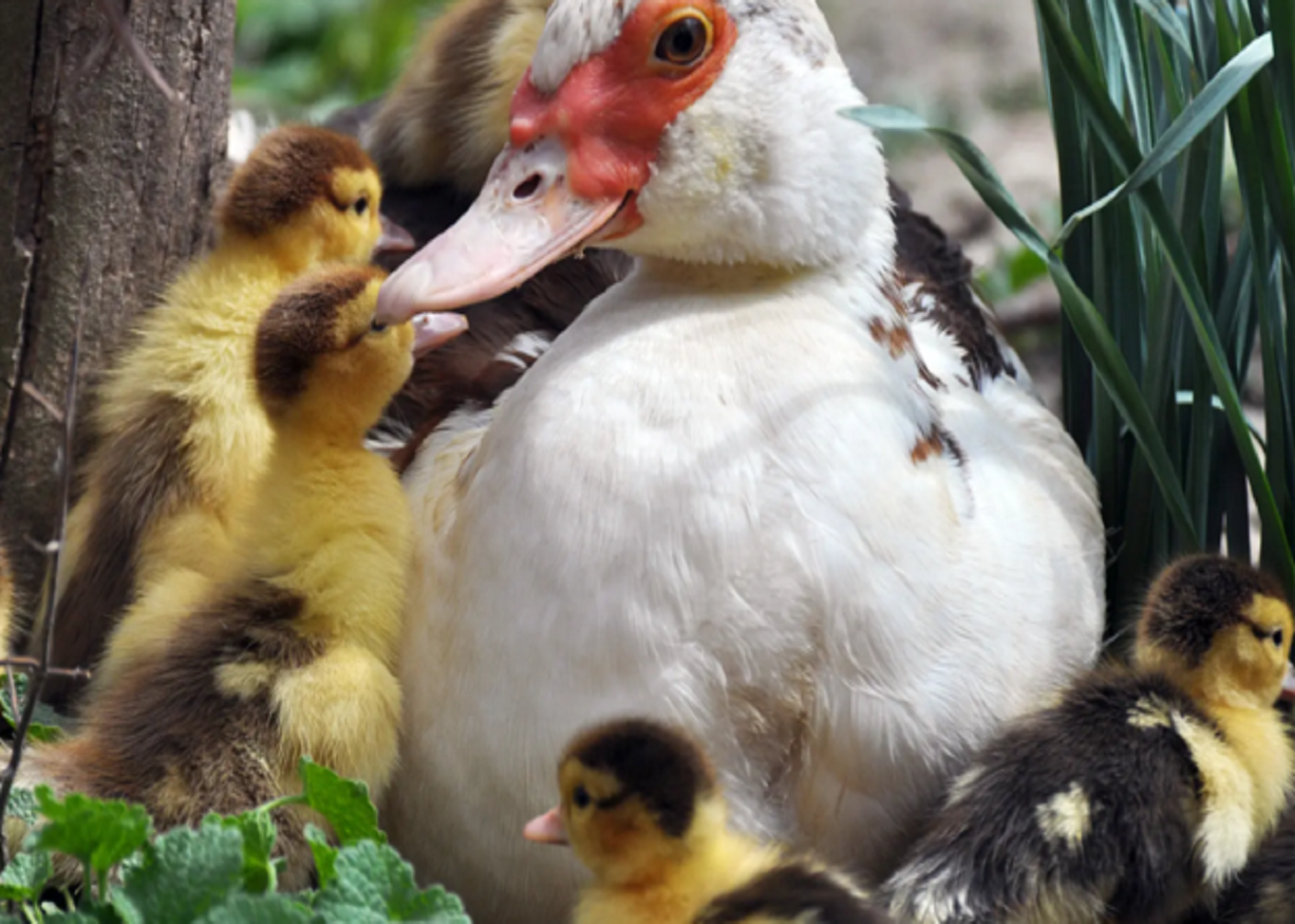 Duck Viral Hepatitis in Ducklings: Clinical Recognition and Differential Diagnosis