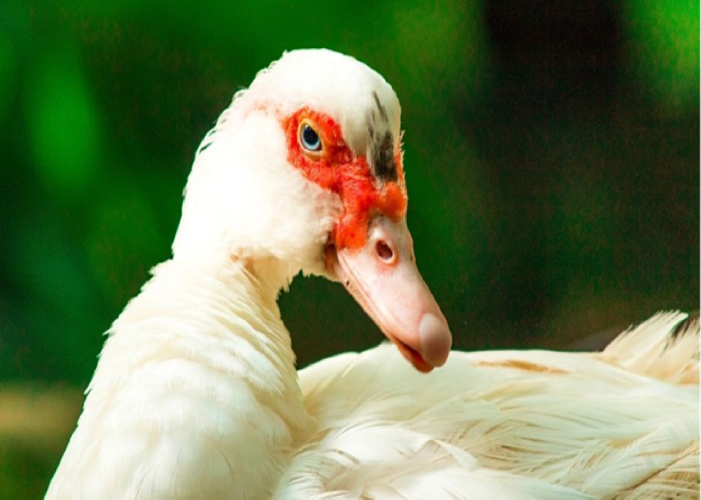 Confirming Duck Viral Hepatitis: Choosing and Interpreting Diagnostic Tests