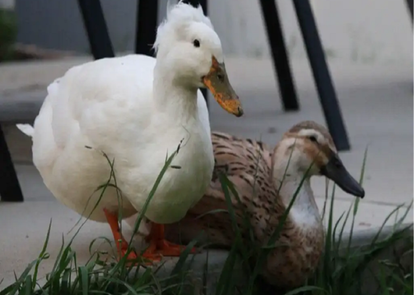 Duck Viral Hepatitis Vaccination: Managing Maternal Antibody Interference and Field Efficacy