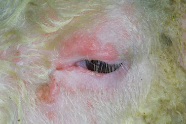 Lumpy Skin Disease in India: How the Goatpox Vaccine Is Changing the Game