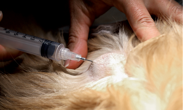 Full-Thickness Uterine Biopsy in Dogs: is It Worth the Invasiveness?