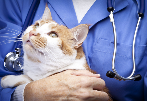 Spectrum of Care Considerations in Managing Allergic Skin Diseases