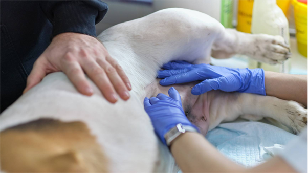 Uterine Biopsy in the Subfertile Bitch: Moving from Theory to Clinical Decision-Making